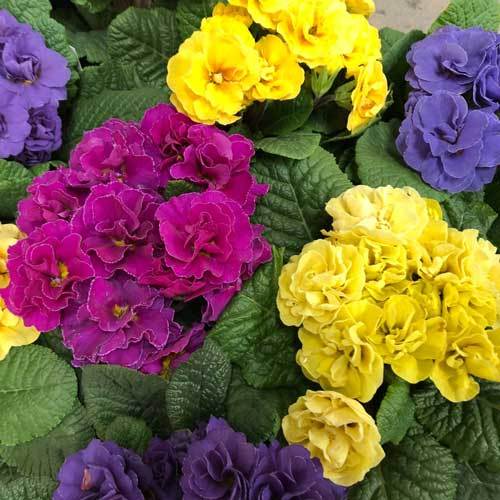 Primula Large Sized Scented Double Shades - Plants2Gardens