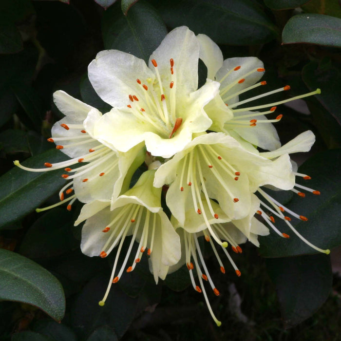 Rhododendron Princess Anne 3 Ltr
