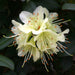 Rhododendron Princess Anne 3 Ltr - Plants2Gardens