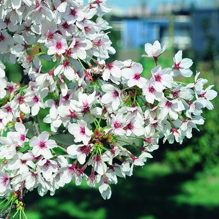 Prunus invensii - Plants2Gardens