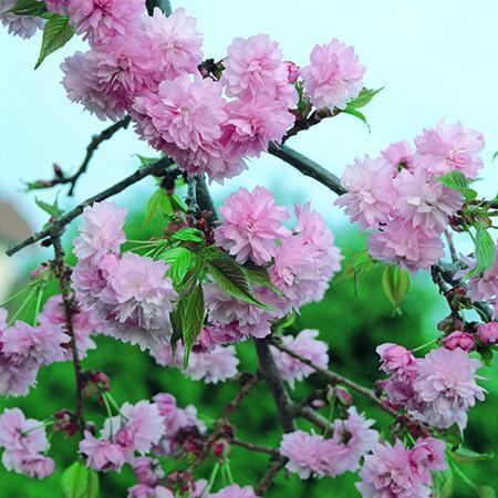 Prunus Kiku Shidare Zakura - Plants2Gardens