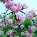 Prunus Kiku Shidare Zakura - Plants2Gardens