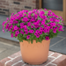 Petunia Bubbles Collection 6 x 4cm - Dispatches 27th May - Plants2Gardens
