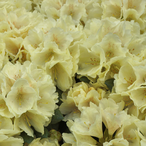 Rhododendron Centennial Gold 5 Ltr - Plants2Gardens