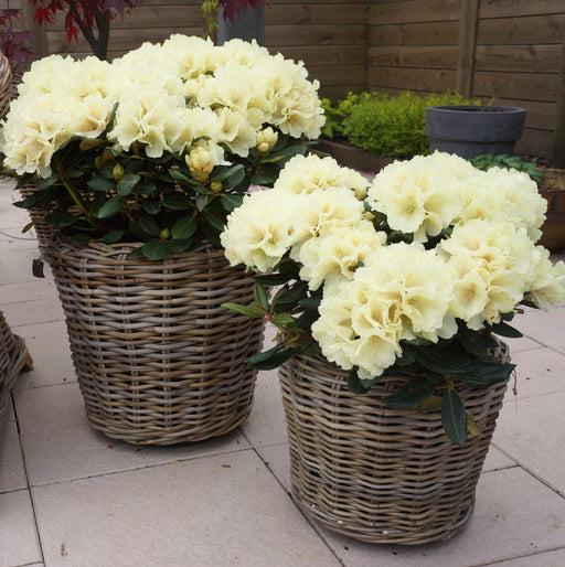 Rhododendron Centennial Gold 5 Ltr - Plants2Gardens