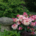 Rhododendron Percy Wiseman 4.5ltr - Plants2Gardens