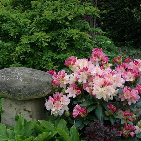 Buy Instant Impact Rhododendron Plants Online For Only £32.50 —  Plants2Gardens