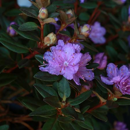 Rhododendron Purple Gem - Plants2Gardens