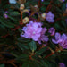 Rhododendron Purple Gem - Plants2Gardens