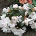 Rhododendron Tinkerbird - Despatch From WC 19th April - Plants2Gardens