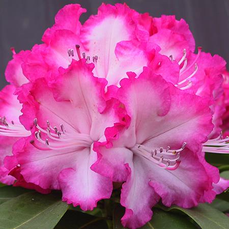 Rhododendron XXL - Despatch From WC 11th April - Plants2Gardens