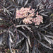 Sambucus Black Lace - Plants2Gardens