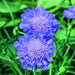 Scabiosa Butterfly Blue - Plants2Gardens