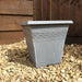 Canna and Square planter - Plants2Gardens