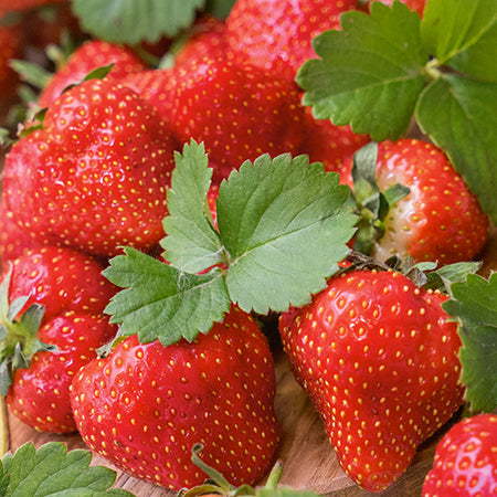 Strawberry Long Harvest 12 Plant Collection - Plants2Gardens