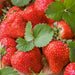 Strawberry Long Harvest 12 Plant Collection - Plants2Gardens