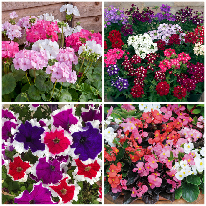 Summer Bedding Collection 40 plants - Plants2Gardens