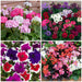 Summer Bedding Collection 40 plants - Plants2Gardens