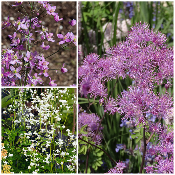 Thalictrum Collection 3 x 9cm - Plants2Gardens