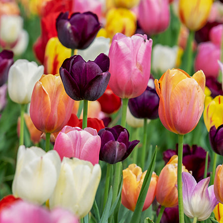 Tulip Mixed 50 Bulb Pack - Plants2Gardens