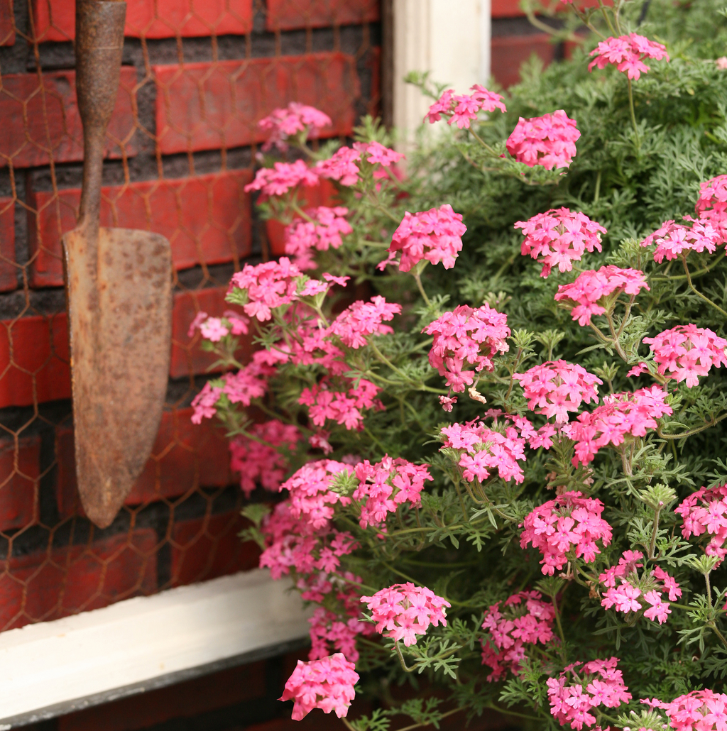 Buy Drought Tolerant Bedding Plants Online from Plants2Gardens