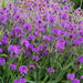 Verbena Santos Purple 6 x 6 cm Plants - Dispatches from 15th April - Plants2Gardens