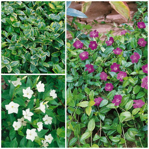 Vinca Collection 3 x 2ltr - Plants2Gardens