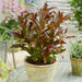 Viburnum Copper Top - Plants2Gardens