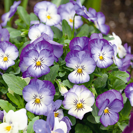 Viola Butterfly Icy Blue 20 Plant Pack - Plants2Gardens