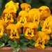 Viola Honeybee 20 Plant Pack - Plants2Gardens
