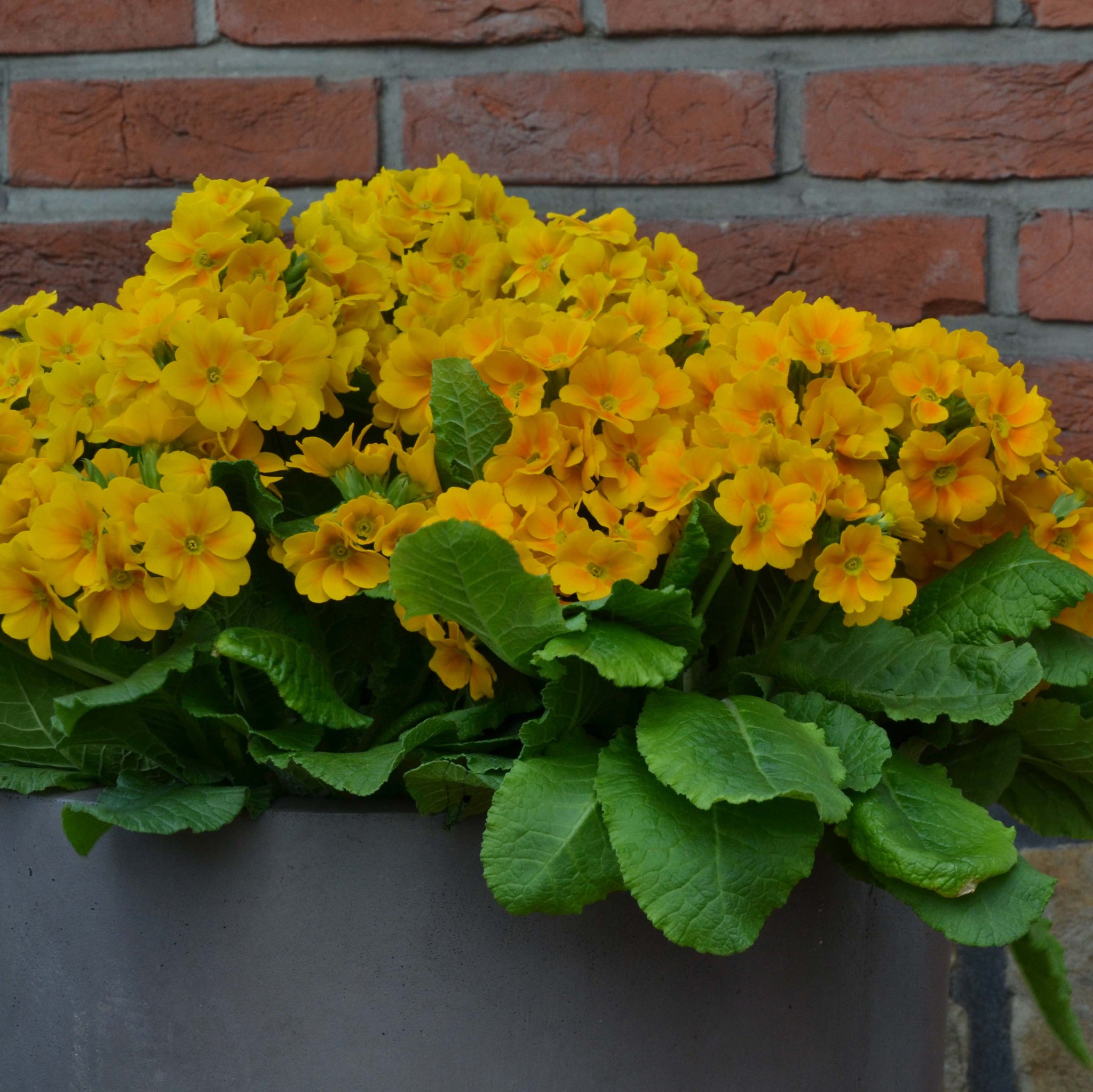 Buy Bedding Plants Online from Plants2Gardens